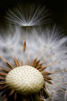 a dandelion with the words hello august written on it's back side