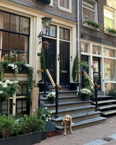 there is a dog that is standing on the sidewalk in front of a building with many windows