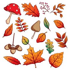 various autumn leaves and mushrooms on a white background