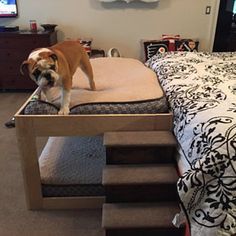 a dog standing on top of a bed in a room with stairs leading up to the bed