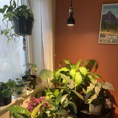 some plants are sitting in front of a window