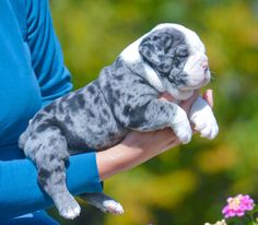 a person holding a small gray and white puppy