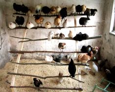 chickens and other birds are standing on wooden sticks in an old building with concrete walls