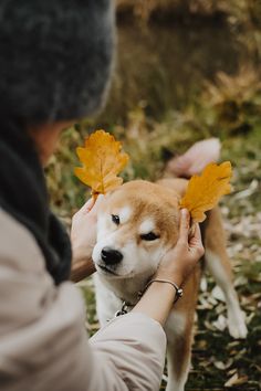 a woman is petting a dog with yellow leaves on it's head in the grass