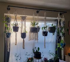 several hanging plants in front of a window