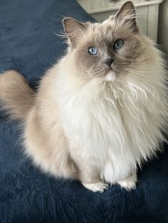 a fluffy cat sitting on top of a bed