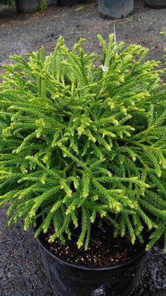 a potted plant with green leaves in the middle of graveled area next to trees