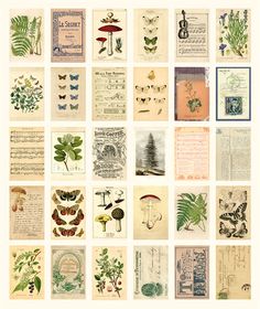 many different types of plants and flowers are shown on this page, with the words designs below