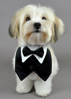 a small white dog wearing a tuxedo shirt and bow tie with his eyes wide open