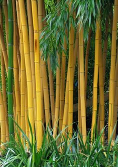 the tall bamboo trees are yellow and green