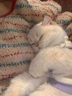 a small white cat sleeping on top of a blanket next to a person's arm