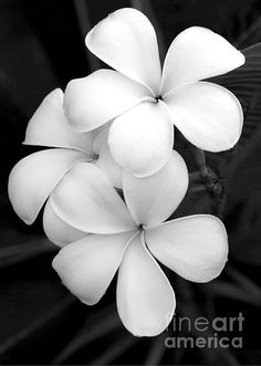 three white flowers with yellow centers on them