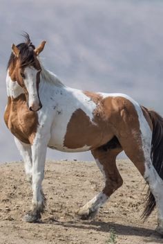 a brown and white horse standing on top of a dirt field next to a hill