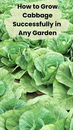 cabbage plants growing in the garden with text overlay how to grow cabbage successfully in any garden