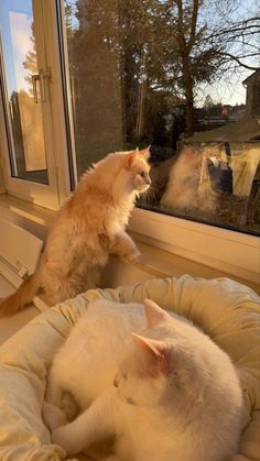 two cats are sitting in their beds looking out the window