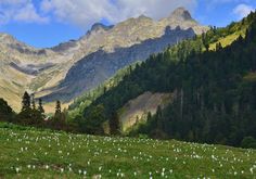 there are many small white flowers on the grass in front of some mountain peaks and trees