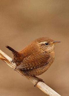 a small brown bird sitting on top of a wooden stick