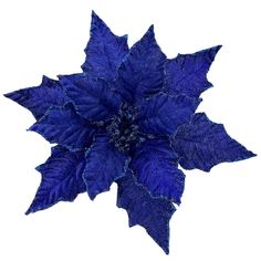 a blue poinsettia flower on a white background