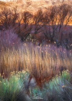 the grass is tall and brown in color