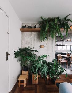 a living room filled with lots of plants on top of wooden flooring next to a white wall