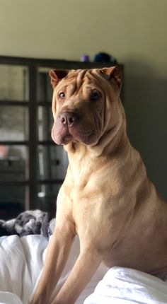 a large brown dog sitting on top of a bed