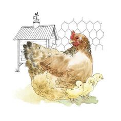 a chicken and two chicks are standing in front of a coop