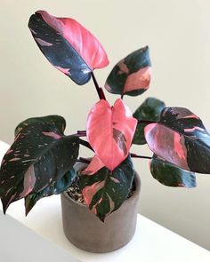 a potted plant with pink and green leaves