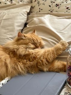 orange cat aesthetics sleepy eepy everything so cute bro softest pillows ever summer time but cool breeze and nice smell of potpourri and the secret history by donna tartt on the side Cute Cat Pictures, Cat Pictures, Romantic Love, Cat Pics, Cute Cat, Feline, Ginger, Random Stuff