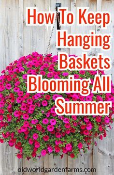 hanging basket filled with pink flowers and the words how to keep hanging baskets blooming all summer