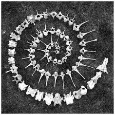 a group of bones arranged in the shape of a circle on top of black and white grass