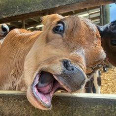 two cows sticking their heads over the top of a fence and looking at the camera