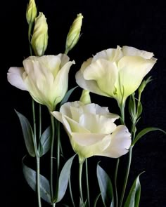 three white flowers with green stems on a black background