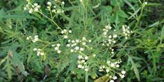 small white flowers are growing in the grass