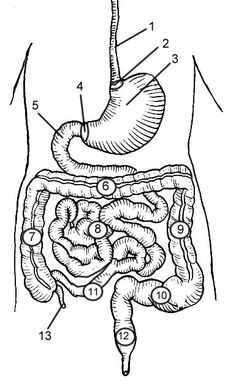 diagram of the human body showing the digest and small intestructions in the stomach