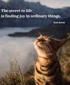 a cat looking up at the sky with a quote from ruth reichel on it