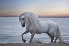 a white horse is running on the beach