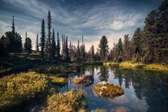 a lake surrounded by trees and grass in the middle of a forest with lots of water