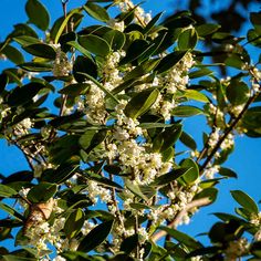 some white flowers and green leaves on a tree