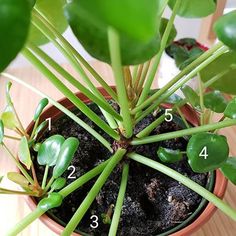 a close up of a potted plant with numbers on the top and bottom leaves