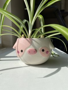 a potted plant with pink pig face on it