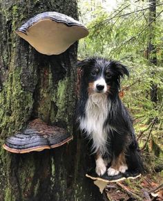 a black and white dog sitting next to a tree stump with a mushroom on it