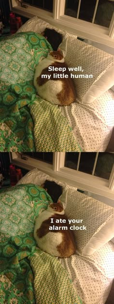 a cat sleeping on top of a bed next to a window with the caption sleep well, my little human i ate your alarm clock