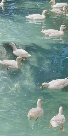 many ducks are swimming in the clear blue water