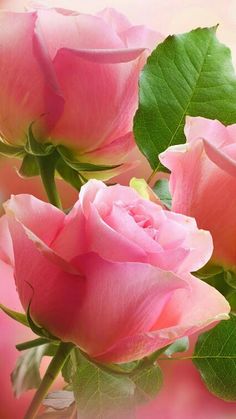 three pink roses with green leaves are in the foreground and blurry background behind them