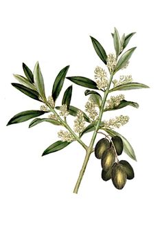 an olive branch with green leaves and white flowers