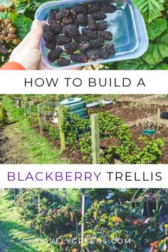 how to build a blackberry trellis in the garden with text overlay that reads, how to build a blackberry trellis