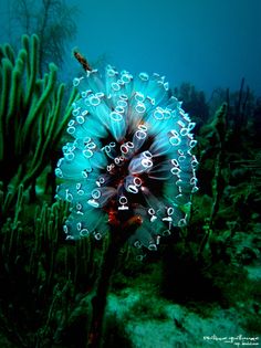 an underwater photo of a sea urchin on the ocean floor