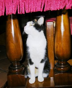 a black and white cat is sitting under a table with two wooden lamps on it