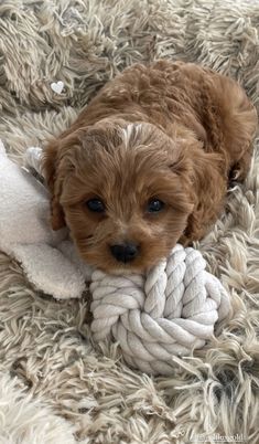 a small brown dog laying on top of a blanket