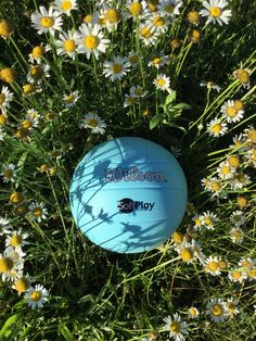 a blue frisbee sitting in the middle of some daisies